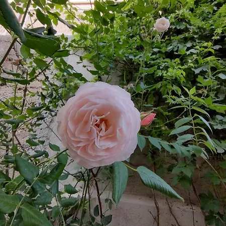 Udobna Soba Za Dvoje Pensionat Hvar Town