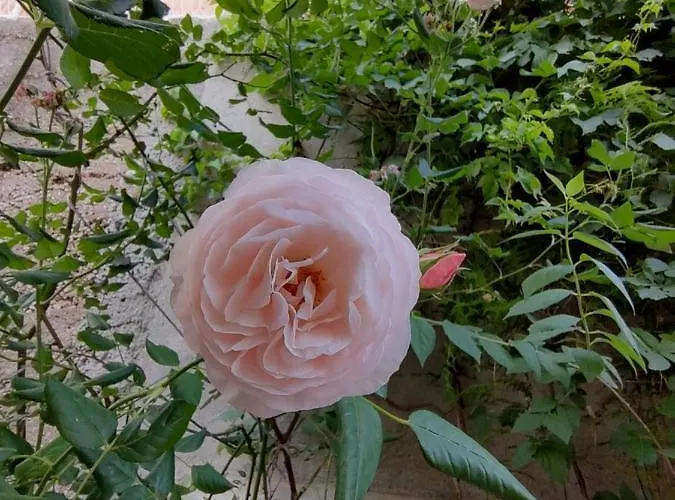 Udobna Soba Za Dvoje Guest house Hvar Town